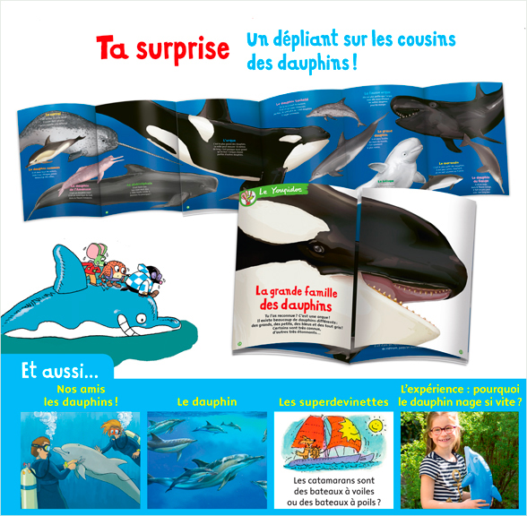 Un dépliant sur les cousins des dauphins. Texte : Bertrand Fichou. Illustration : Marion Vandenbroucke.